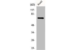 Western Blot analysis of HepG2 cells using DDX51 Polyclonal Antibody (DDX51 Antikörper  (C-Term))