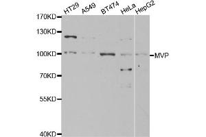 Western blot analysis of extracts of various cell lines, using MVP antibody. (MVP Antikörper)