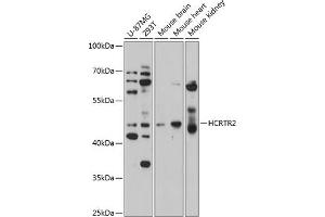 Western blot analysis of extracts of various cell lines, using HCRTR2 antibody  at 1:1000 dilution. (HCRTR2 Antikörper  (AA 380-444))