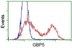 HEK293T cells transfected with either RC206627 overexpress plasmid (Red) or empty vector control plasmid (Blue) were immunostained by anti-GBP5 antibody (ABIN2454124), and then analyzed by flow cytometry. (GBP5 Antikörper)