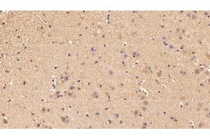 Detection of UCRP in Porcine Cerebrum Tissue using Polyclonal Antibody to Ubiquitin Cross Reactive Protein (UCRP) (CLRN1 Antisense RNA 1 (CLRN1-AS1) (AA 2-157) Antikörper)