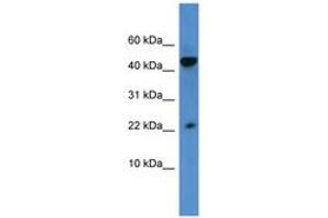 Image no. 1 for anti-Regenerating Islet-Derived 3 alpha (REG3A) (AA 43-92) antibody (ABIN6746325) (REG3A Antikörper  (AA 43-92))