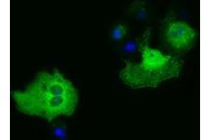 Immunofluorescence (IF) image for anti-phosphoribosylaminoimidazole Carboxylase, phosphoribosylaminoimidazole Succinocarboxamide Synthetase (PAICS) antibody (ABIN1500021) (PAICS Antikörper)