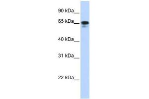 ZNF276 antibody used at 0. (ZNF276 Antikörper  (Middle Region))