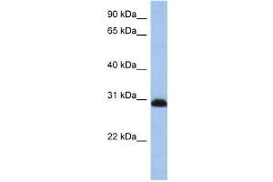 PSMD8 antibody used at 1 ug/ml to detect target protein.