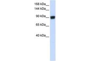 Image no. 1 for anti-DNA repair and recombination protein RAD54B (RAD54B) (AA 144-193) antibody (ABIN6742678) (RAD54B Antikörper  (AA 144-193))