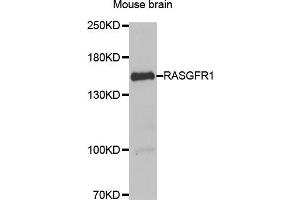 Western blot analysis of extracts of mouse brain, using RASGRF1 antibody (ABIN5974188) at 1/1000 dilution. (RASGRF1 Antikörper)