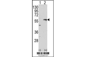Western blot analysis of MMP13 using rabbit polyclonal MMP13 Antibody using 293 cell lysates (2 ug/lane) either nontransfected (Lane 1) or transiently transfected with the MMP13 gene (Lane 2). (MMP13 Antikörper  (C-Term))