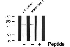Western blot analysis of extracts of various tissue sample,using CLIP4 Antibody .