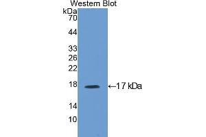 Detection of Recombinant IGFBP3, Rat using Polyclonal Antibody to Insulin Like Growth Factor Binding Protein 3 (IGFBP3) (IGFBP3 Antikörper  (AA 137-274))