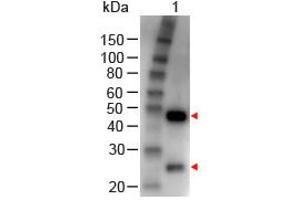 Image no. 1 for Rabbit anti-Goat IgG (Whole Molecule) antibody (HRP) (ABIN300296) (Kaninchen anti-Ziege IgG (Whole Molecule) Antikörper (HRP))