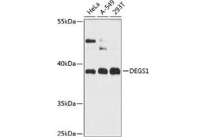 Western blot analysis of extracts of various cell lines, using DEGS1 antibody (ABIN6133275, ABIN6139528, ABIN6139529 and ABIN6216357) at 1:3000 dilution. (DEGS1 Antikörper  (AA 234-323))