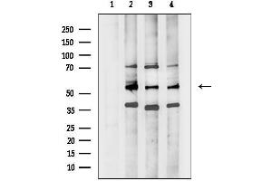 anti-serine Incorporator 2 (SERINC2) (Internal Region) antibody