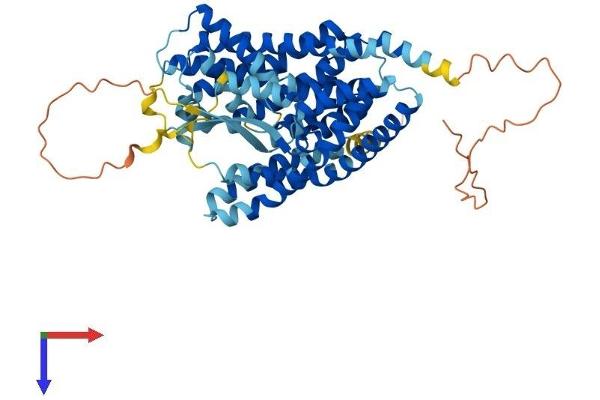 SLC1A1 Protein (AA 1-524) (His tag)