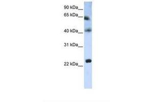 Image no. 1 for anti-Tetraspanin 3 (TSPAN3) (AA 110-159) antibody (ABIN6738259) (Tetraspanin 3 Antikörper  (AA 110-159))