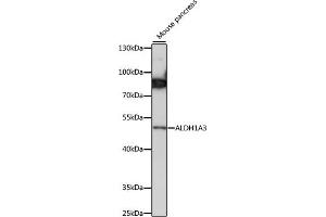 Western blot analysis of extracts of mouse pancreas, using  antibody (ABIN7265533) at 1:1000 dilution. (ALDH1A3 Antikörper  (AA 1-140))