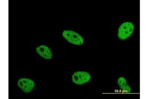 Immunofluorescence (IF) image for anti-Enhancer of Rudimentary Homolog (ERH) (AA 1-104) antibody (ABIN515391)