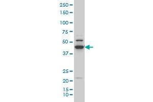 RUNX1 monoclonal antibody (M05), clone 4E7 Western Blot analysis of RUNX1 expression in Hela S3 NE (ABIN1339524). (RUNX1 Antikörper  (AA 210-310))