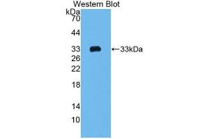 Western Blotting (WB) image for anti-Collagen, Type I, alpha 2 (COL1A2) (AA 1109-1372) antibody (ABIN1172560)