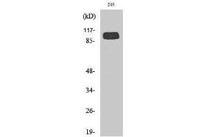 Western Blotting (WB) image for anti-Glutamate Receptor, Metabotropic 4 (GRM4) (C-Term) antibody (ABIN3176000) (Metabotropic Glutamate Receptor 4 Antikörper  (C-Term))