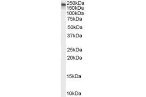 ABIN185110 (2µg/ml) staining of Mouse Brain lysate (35µg protein in RIPA buffer). (KALRN Antikörper  (C-Term))