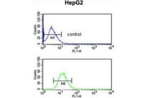 Flow cytometric analysis of HepG2 cells (bottom histogram) compared to a negative control cell (top histogram) using Fibulin-4  Antibody  (C-term), followed by FITC-conjugated goat-anti-rabbit secondary antibodies. (FBLN4 Antikörper  (C-Term))