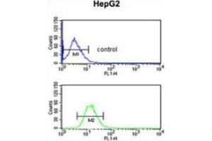 Flow cytometric analysis of HepG2 cells (bottom histogram) compared to a negative control cell (top histogram) using Fibulin-4  Antibody  (C-term), followed by FITC-conjugated goat-anti-rabbit secondary antibodies.