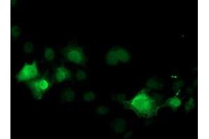 Anti-CDK2 mouse monoclonal antibody (ABIN2454606) immunofluorescent staining of COS7 cells transiently transfected by pCMV6-ENTRY CDK2 (RC200494). (CDK2 Antikörper)