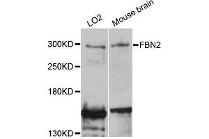 Western blot analysis of extracts of various cell lines, using FBN2 antibody (ABIN5996472) at 1:3000 dilution. (Fibrillin 2 Antikörper)