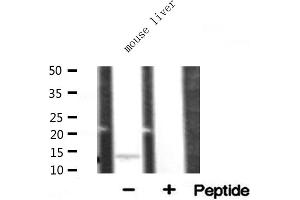 Western blot analysis of RPL34 expression in mouse liver lysate (RPL34 Antikörper)