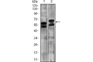 Fig. (CA9 Antikörper  (AA 37-186))