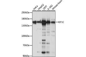 Western blot analysis of extracts of various cell lines, using KIF1C antibody (ABIN7268124) at 1:1000 dilution. (KIF1C Antikörper  (AA 810-960))