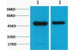 Western Blotting (WB) image for anti-Flotillin 1 (FLOT1) antibody (ABIN3178710) (Flotillin 1 Antikörper)