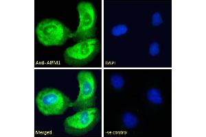 ABIN5893605-P1 Immunofluorescence analysis of paraformaldehyde fixed U2OS cells, permeabilised with 0. (AIF Antikörper)