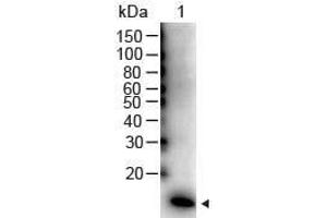 Western Blot of Rabbit anti-IL-2 Antibody Peroxidase Conjugated Lane 1: Human IL-2 Recombinant Protein Load: 50 ng per lane Secondary antibody: Peroxidase Conjugated IL-2 Antibody at 1:1000 for 60 min at RT Block: ABIN925618 for 30 min at RT Predicted/Observed size: 16 kDa, 16 kDa (IL-2 Antikörper  (HRP))