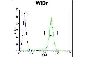 Flow Cytometry (FACS) image for anti-UDP-Gal:betaGlcNAc beta 1,4- Galactosyltransferase, Polypeptide 5 (B4GALT5) (AA 324-350), (C-Term) antibody (ABIN651558)