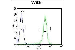 B4GALT5 Antibody (C-term) (ABIN651558 and ABIN2840299) flow cytometric analysis of WiDr cells (right histogram) compared to a negative control cell (left histogram). (B4GALT5 Antikörper  (C-Term))