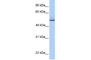 WB Suggested Anti-NHEDC2 Antibody Titration: 0.