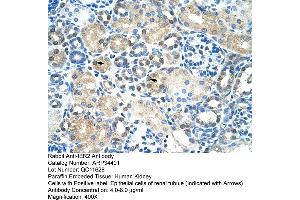 Human kidney (IER2 Antikörper  (N-Term))