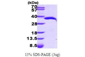 SDS-PAGE (SDS) image for Nicotinamide Nucleotide Adenylyltransferase 1 (NMNAT1) (AA 1-279) protein (His tag) (ABIN667161)