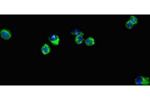 Immunofluorescent analysis of Hela cells using ABIN7151377 at dilution of 1:100 and Alexa Fluor 488-congugated AffiniPure Goat Anti-Rabbit IgG(H+L) (ENTPD7 Antikörper  (AA 51-350))