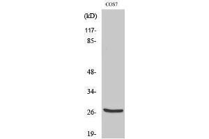 Western Blotting (WB) image for anti-Cathepsin Z (CTSZ) (cleaved), (Leu62) antibody (ABIN6287335) (Cathepsin Z Antikörper  (cleaved, Leu62))