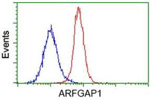 Flow cytometric Analysis of Hela cells, using anti-ARFGAP1 antibody (ABIN2454308), (Red), compared to a nonspecific negative control antibody, (Blue). (ARFGAP1 Antikörper)