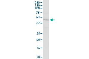 RELT MaxPab rabbit polyclonal antibody. (RELT Antikörper  (AA 1-430))