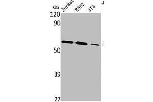 Western Blot analysis of Jurkat K562 NIH-3T3 cells using PLK-5 Polyclonal Antibody