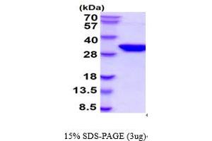 SDS-PAGE (SDS) image for Syntaxin 1A (Brain) (STX1A) (AA 1-265) protein (ABIN6387843) (STX1A Protein (AA 1-265))