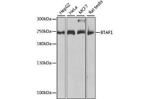 BTAF1 Antikörper  (AA 1600-1849)