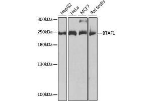 Western blot analysis of extracts of various cell lines, using BTAF1 antibody.