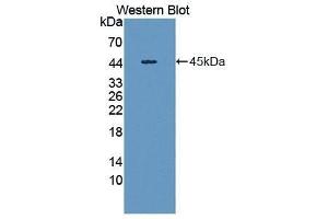 Western Blotting (WB) image for anti-Salivary Amylase alpha (AA 16-511) antibody (ABIN1077786) (Salivary Amylase alpha (AA 16-511) Antikörper)