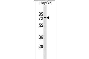 ZN Antibody (Center) (ABIN1537955 and ABIN2849970) western blot analysis in HepG2 cell line lysates (35 μg/lane).